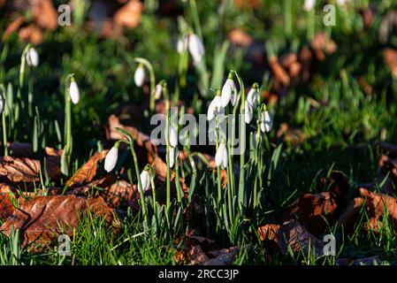 Snowdrops (Galanthus nivalis) Foto Stock
