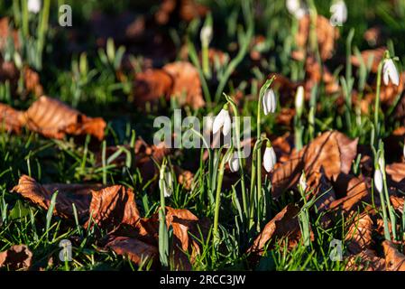 Snowdrops (Galanthus nivalis) Foto Stock