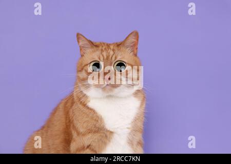 Divertente animale domestico. Gatto simpatico sorpreso con grandi occhi su sfondo viola Foto Stock