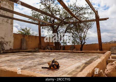 Madaba, Giordania: Museo archeologico di Madaba (un gatto seduto sul mosaico bizantino) storia del Medio Oriente Foto Stock
