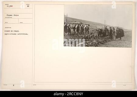 Soldati americani che partecipano ad attività agricole in Italia durante la prima guerra mondiale I soldati sono visti lavorare su un campo, forse aiutando gli agricoltori italiani con le loro colture. Questa fotografia è stata scattata dal Signal Corps ed è numerata 15.308 nella loro collezione. Fu preso come parte della documentazione delle attività militari americane durante la guerra. Foto Stock