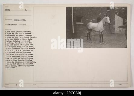 "Dandy Dude (gelding francese), acquistato dal governo degli Stati Uniti a Samur, in Francia. Guidata dal maggiore J.C. Hughes alla parata della pace di Parigi il 14 luglio 1919. Pareggiò anche davanti al re e alla regina del Belgio e a Sir Douglas Haig durante le loro visite a G.H.Q., A.E.F. Tornato negli Stati Uniti nel settembre 1919 e partecipato al National Capital Horse Show nel 1920." Foto Stock