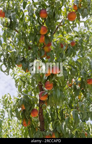 Peaches Sweet sue "Prunus persica" frutteto, tempo di raccolta, Washington. Foto Stock