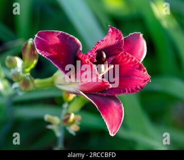 'Stellar Double Rose' Daylily, Daglilja (Hemerocallis) Foto Stock