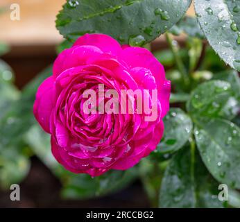 "Heidi Klum' Floribunda Rose, Floribundaros (rosa) Foto Stock