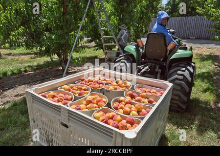 Peaches Sweet sue "Prunus persica" Harvest, John Deere Tractor che raccoglie la frutta raccolta. Washington. Foto Stock