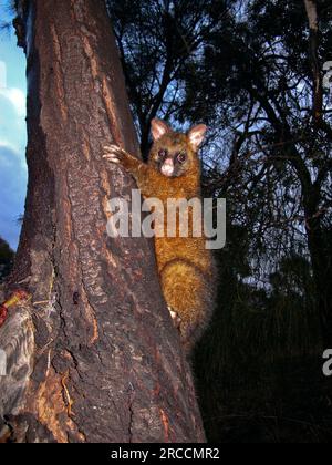 Il comune opossum Trichosurus vulpecula, che utilizza i suoi artigli per arrampicarsi sull'albero in un giardino suburbano australiano Foto Stock