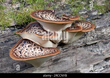 Fungo da sella Dryads. Polyporus squamosus. Immagine ravvicinata di un fungo su un tronco di albero Foto Stock