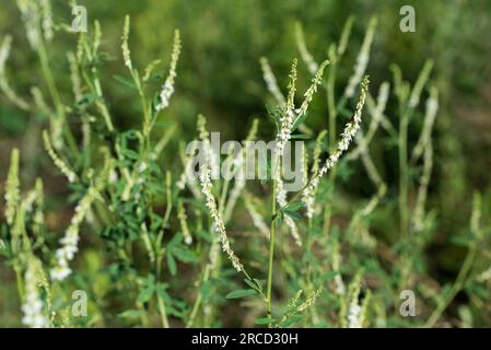 Melilotus albus, trifoglio di miele fiori di prato bianchi primo piano messa a fuoco selettiva Foto Stock