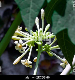 Fiori su un albero di papaya maschio (Carica papaya) Foto Stock