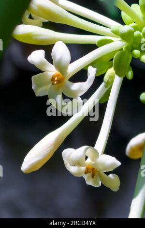 Fiori su un albero di papaya maschio (Carica papaya) Foto Stock