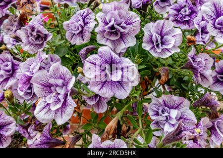 Vista ravvicinata dei fiori di petunia viola Foto Stock