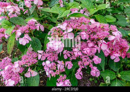 Vista ravvicinata dei fiori di ortensia rosa in un giardino residenziale Foto Stock