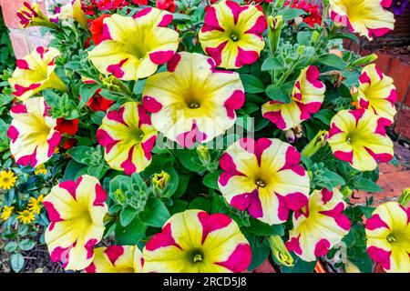 Vista ravvicinata dei fiori di petunia gialli e rosa Foto Stock