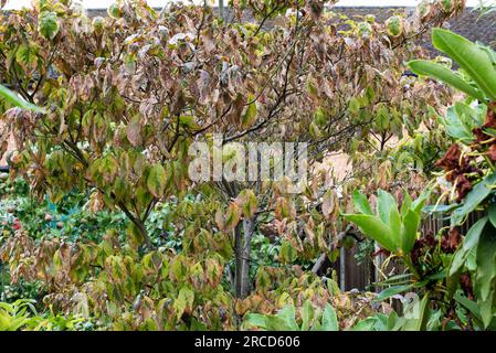 Cornus antracnoso, antracnoso di dogwood. Foto Stock