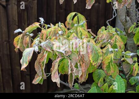 Cornus antracnoso, antracnoso di dogwood. Foto Stock