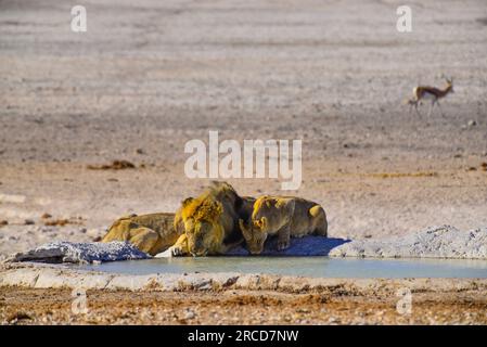 Leoni che bevono alla sorgente di Nebrowni, al Parco Nazionale di Etosha, Namibia Foto Stock