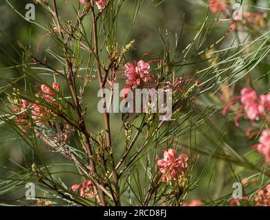 Minuscolo lucernario scarlatto australiano, Myzomela sanguinolenta, arroccato nel cespuglio di grevillea con fiori rosa e fogliame verde. Queensland, primavera. Foto Stock