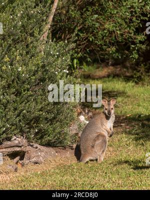 Giovane wallaby dal collo rosso selvatico, Macropus rufogriseus, in un giardino privato australiano, accanto al cespuglio Westringia con piccoli fiori bianchi. Guardare. Foto Stock