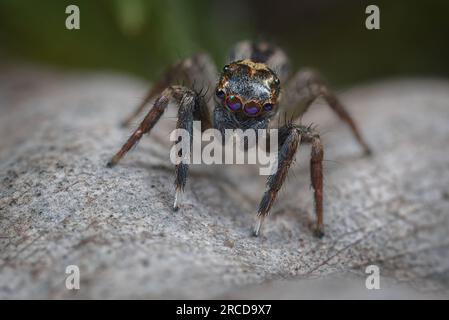 Un ragno di Jotus che caccia tra la lettiera di foglie per la preda. Area di Perth, Australia Occidentale. Foto Stock