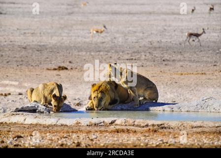 Leoni che bevono alla sorgente di Nebrowni, al Parco Nazionale di Etosha, Namibia Foto Stock