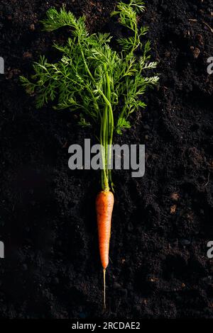 Carota su fondo scuro visto dall'alto. Verdure biologiche Foto Stock