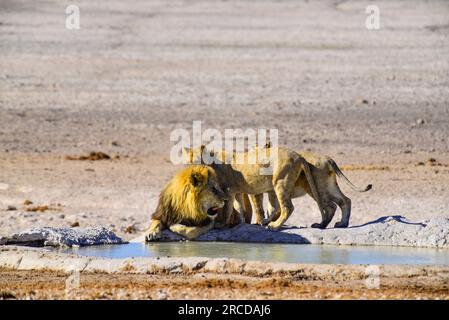 Leoni che bevono alla sorgente di Nebrowni, al Parco Nazionale di Etosha, Namibia Foto Stock