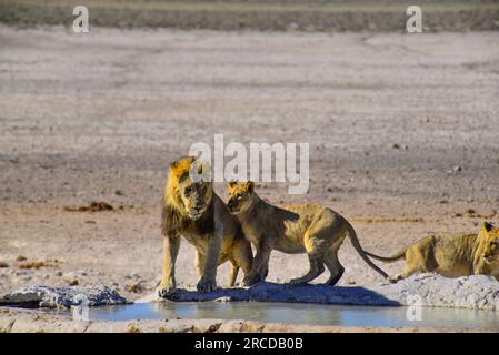 Leoni che bevono alla sorgente di Nebrowni, al Parco Nazionale di Etosha, Namibia Foto Stock