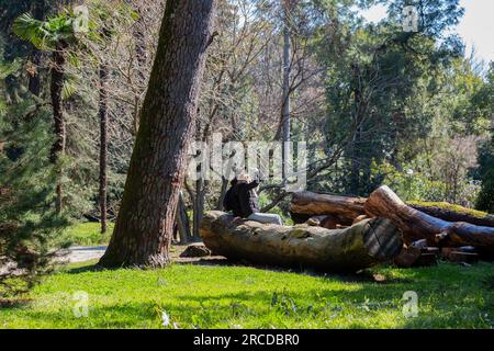 Tronchi di legno segato giacciono sull'erba verde in estate. Una giornata estiva soleggiata. Il nucleo del tronco dell'albero è visibile Foto Stock