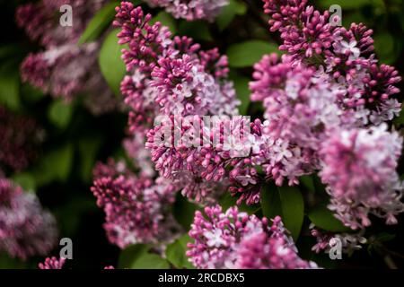Primo piano di cime lilla rosa che non sono ancora sbocciate. Fiori primaverili Foto Stock