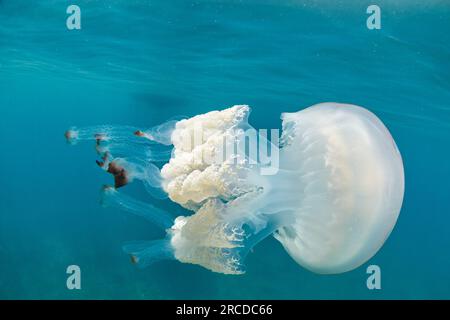 Meduse giganti a botte - rizostoma luteum Foto Stock