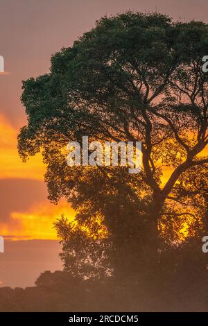 Splendida vista su grandi alberi e nuvole al tramonto nel Pantanal Foto Stock