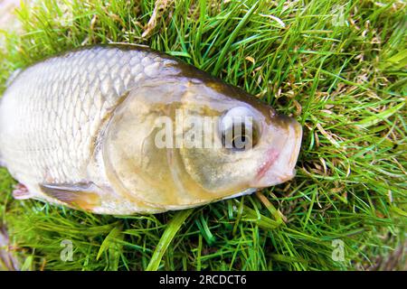 Un trofeo invidiabile di un pescatore con una canna da pesca in un fiume del Nord Europa. IDE, Nerfling (Leuciscus idu) più di 1,5 kg. La lente fisheye i Foto Stock