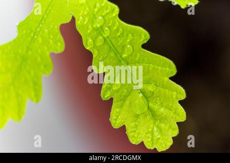 Le giovani foglie di quercia si avvicinano. Foglie verdi succose in gocce d'acqua Foto Stock