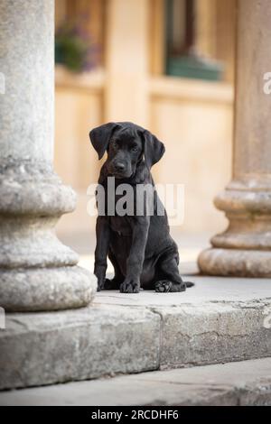 Ritratto di un adorabile cucciolo nero Labrador di 14 settimane di pedigree seduto su gradini di pietra tra colonne di pietra in una calda luce del mattino presto Foto Stock