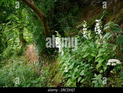 Forma bianca di Campanula latifolia gigante che cresce sui ripidi pendii boscosi di Cales dale sopra il fiume Lathkill nel Derbyshire, Regno Unito Foto Stock