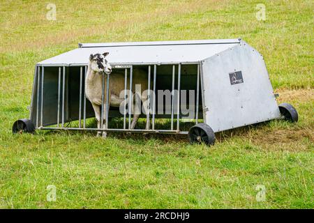 Pecore che guardano fuori da un rifugio di agnello in una fattoria del Derbyshire nel Regno Unito Foto Stock