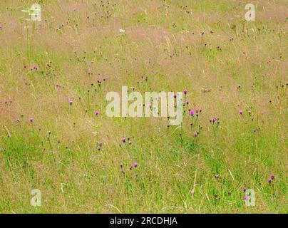 Prato di fiori selvatici nel Derbyshire Peak District con Black Knapweed Centaurea nigra che cresce attraverso nubi rosa di erba ondulata Deschampsia flexuosa Foto Stock