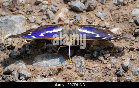 Purple Emperor Apatura Iris maschio che campiona sali da una pista boschiva attraverso Bentley Wood nel Wiltshire, Regno Unito Foto Stock