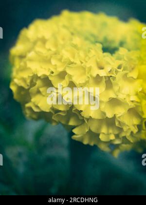 Foto ravvicinata di fiori gialli di calendula africana (Tagetes erecta) Foto Stock
