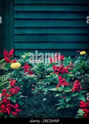 Fiore di salvia rosso piantato in fila insieme ai fiori di calendula africani gialli (Tagetes erecta) Foto Stock