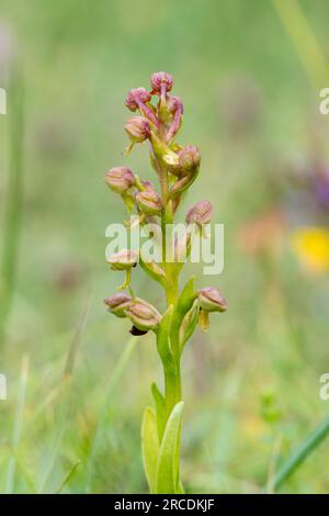 Orchidea rana (Dactylorhiza viridis) nell'habitat di gesso a Noar Hill SSSI, Hampshire, Inghilterra, Regno Unito, durante luglio Foto Stock