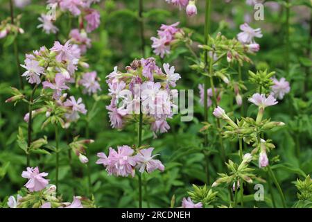 Doppio alimento ornamentale rosa, Saponaria officinalis, teste di fiori con fiori e foglie sfocate sullo sfondo. Foto Stock