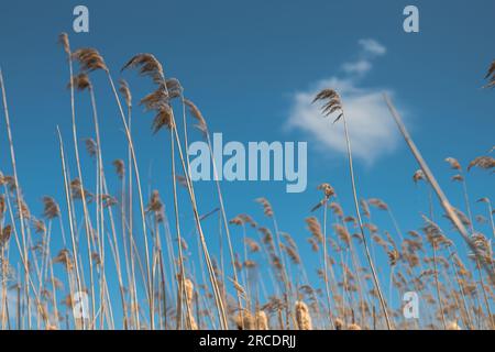 Canne di prato , canna secca sul lago, strato di canna, semi di canna. Sfondo naturale astratto. Foto di alta qualità Foto Stock