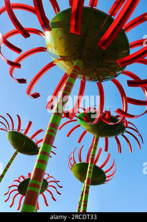 Sonic Bloom scultura di Dan Corson cinque enormi girasoli scolpiti con steli a righe verdi e arancioni Pacific Science Center Seattle, Washington State Foto Stock