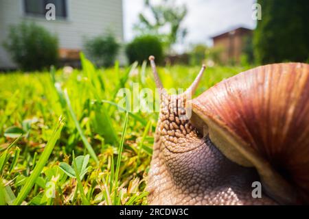 Un'ampia lumaca da giardino con una conchiglia a righe si arrampica sull'erba verde del prato Foto Stock