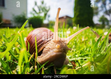 Un'ampia lumaca da giardino con una conchiglia a righe si arrampica sull'erba verde del prato Foto Stock