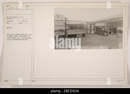 Immagine di un reparto all'interno di base Medical Laboratory #1 in St. Nazaire, Francia. Il reparto è specificamente progettato per ospitare pecore, conigli e porcellini d'India. La foto è stata scattata da W.W. Soper il 27 marzo 1919, ed è stato rilasciato il 30 gennaio 1919. L'immagine è accompagnata dalla descrizione e dalle note, compreso il numero di identificazione 45381. Foto Stock