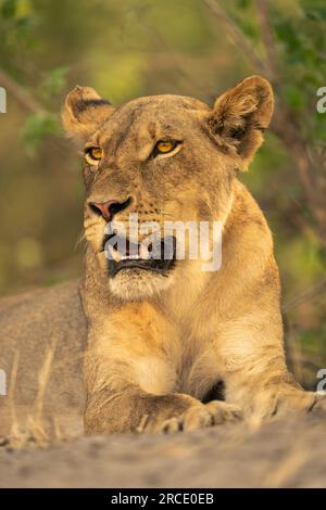 Primo piano della leonessa sdraiata verso il basso, girando la testa Foto Stock