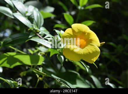 Un fiore di colore giallo fiorito sulla vite gialla Allamanda (Allamanda Cathartica), il fiore è alla luce diretta del sole Foto Stock